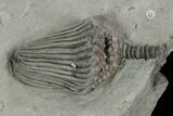 Crinoid (Dizygocrinus) Fossil - Crawfordsville, Indiana #125909-2
